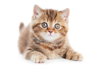 Fototapeta premium British Shorthair kitten cat isolated