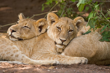 Fototapeta na wymiar Two lion cubs