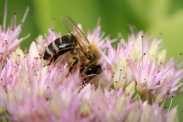 Bee on the pink Flower in the green Nature