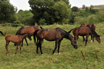 animals, brown, country, farmland, nature, horses