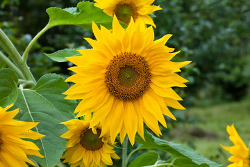 Sunflower during summer
