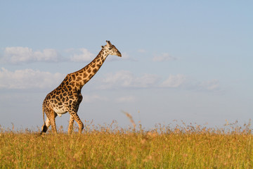 Male giraffe