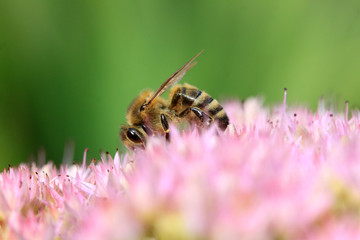 Bee on the pink Flower in the green Nature