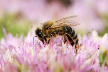 Bee on the pink Flower in the green Nature