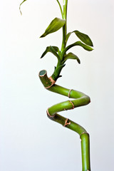 Fototapeta premium Bamboo Front
