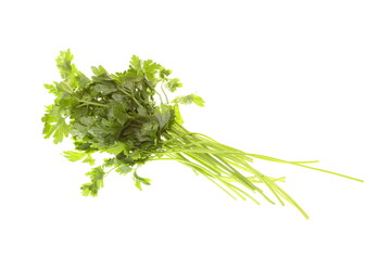 Twig of parsley isolated