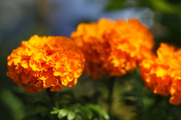 Tagète à Grandes Fleurs