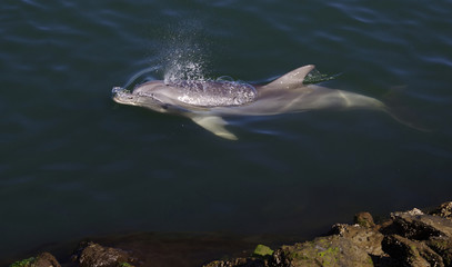 Bottlenose Dolphin