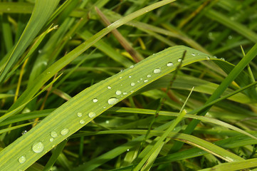 dew on the grass