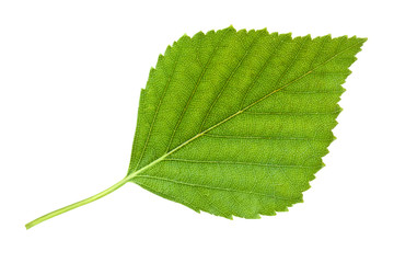 Birch leaf - 35222721