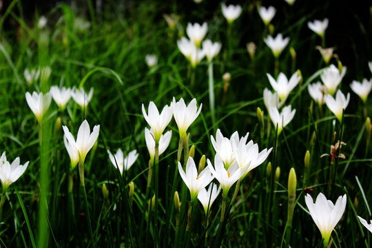zephyranthes candida