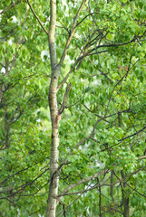 Trees Background