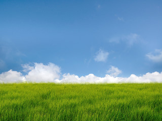 Fototapeta na wymiar Grass filed with blue sky