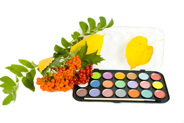 краски и рябиновая гроздь