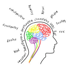Brain drawing with wording about brain