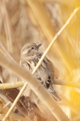 Wren Bird in Tree