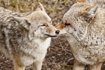 Coyote Pair