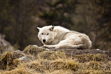 Obraz premium White Wolf