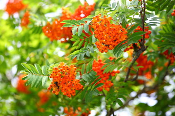 Rowan berries