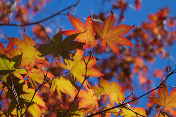Fototapeta na wymiar Red and gold leaves of fall at the end of summer