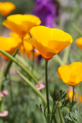 Golden California Poppies in the bright summer sun