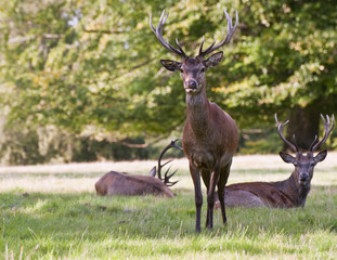 Red deer stags relaxing in last of Summer evening sun