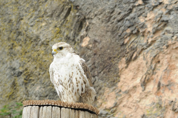 raptor at falconry show #1