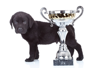 little champion