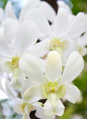 Cattleya white orchids in tropical garden
