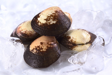 Pile of raw mussels on ice (Selective Focus)