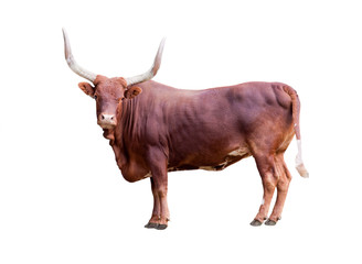 brown bull isolated on whit - obrazy, fototapety, plakaty