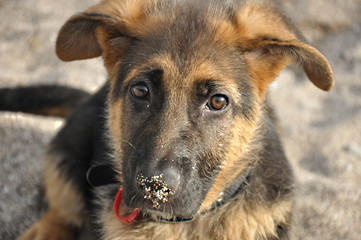 german shepherd puppie