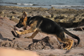 german shepherd puppie