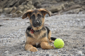 german shepherd puppie