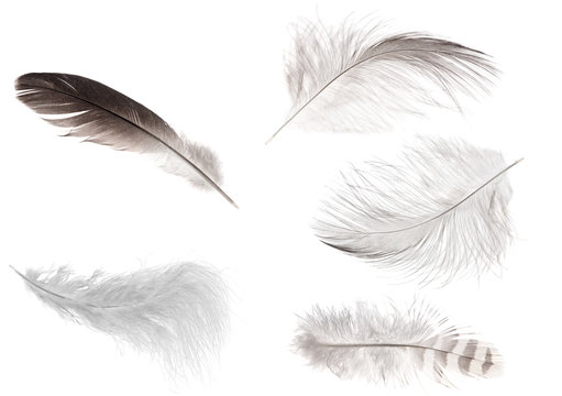 set of five isolated feathers