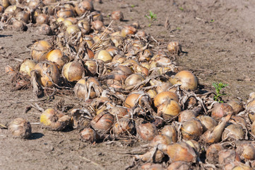 Closeup of a row with drying onions ready for harvesting