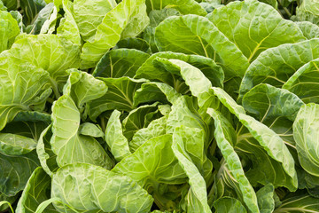 Green Cabbage Field