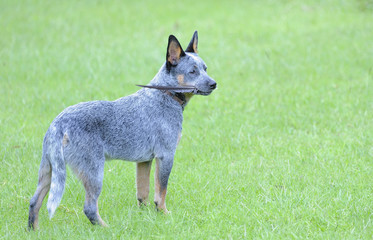 Australian Cattle Dog puppy with feather