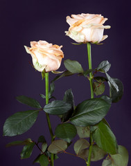 Fototapeta premium two creamy rose