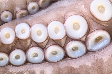 Suction cups (suckers) on the tentacles of a raw octopus