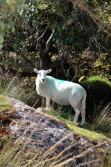 Obraz na płótnie Canvas sheep among trees on rocky hill
