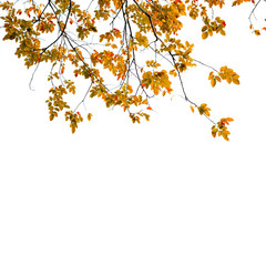 fresh Green leaves on white background
