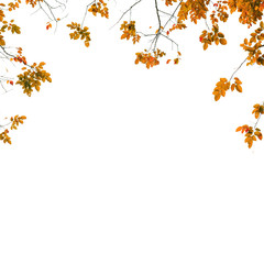 fresh Green leaves on white background