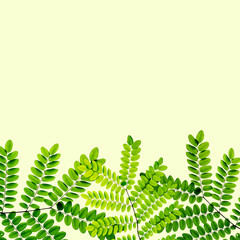 fresh Green leaves on green background