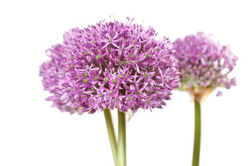 Fototapeta premium beautiful flowers