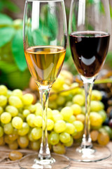 wine sampling