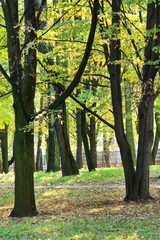 Fototapeta premium summer park