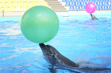 dolphins playing in dolphinarium.