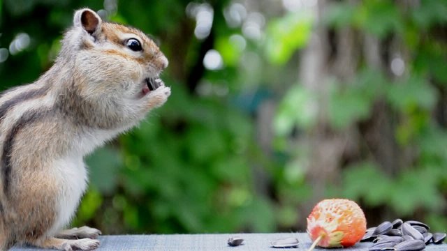 Осторожный бурундук (chipmunk)