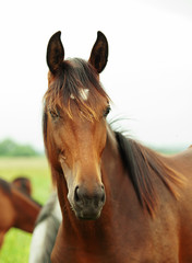 Portrait of pretty young trotter mare